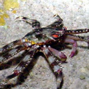 Crab deep by Martin Dalsaso 